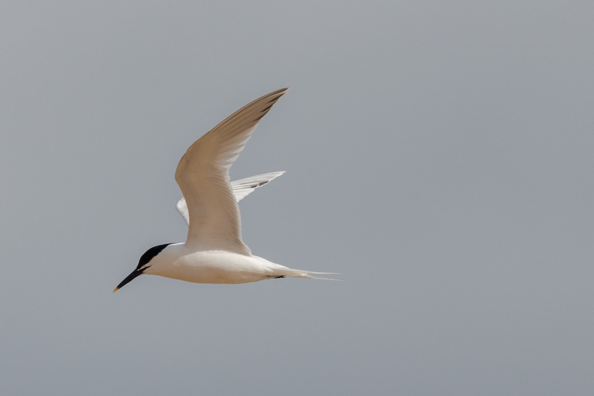 Sandwich Tern - ML620388449