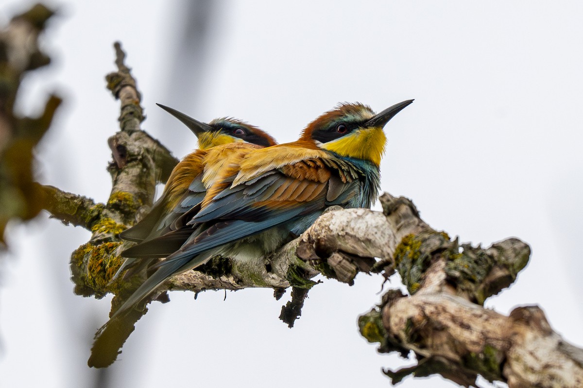 European Bee-eater - ML620388456