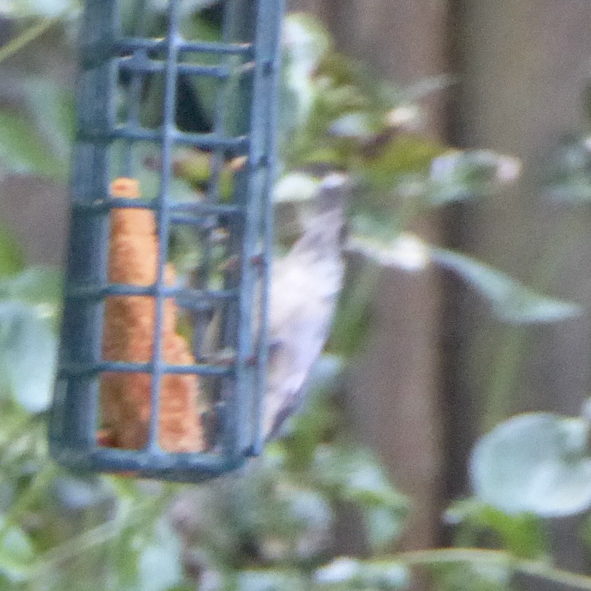 Pygmy Nuthatch - ML620388459