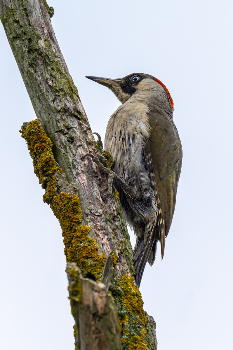 Eurasian Green Woodpecker - ML620388462