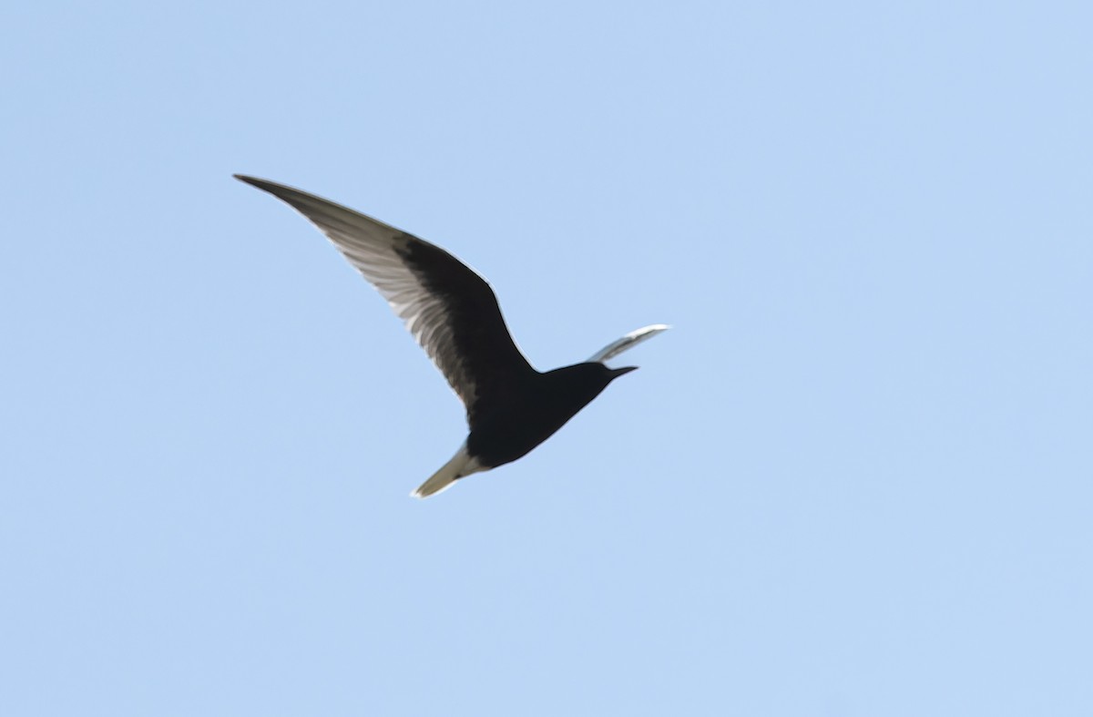 White-winged Tern - ML620388466