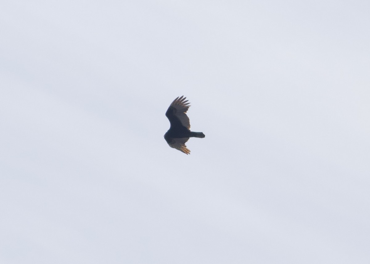 Turkey Vulture - ML620388479