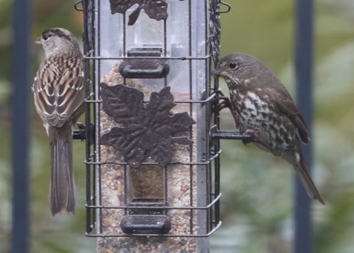 Fox Sparrow - ML620388480