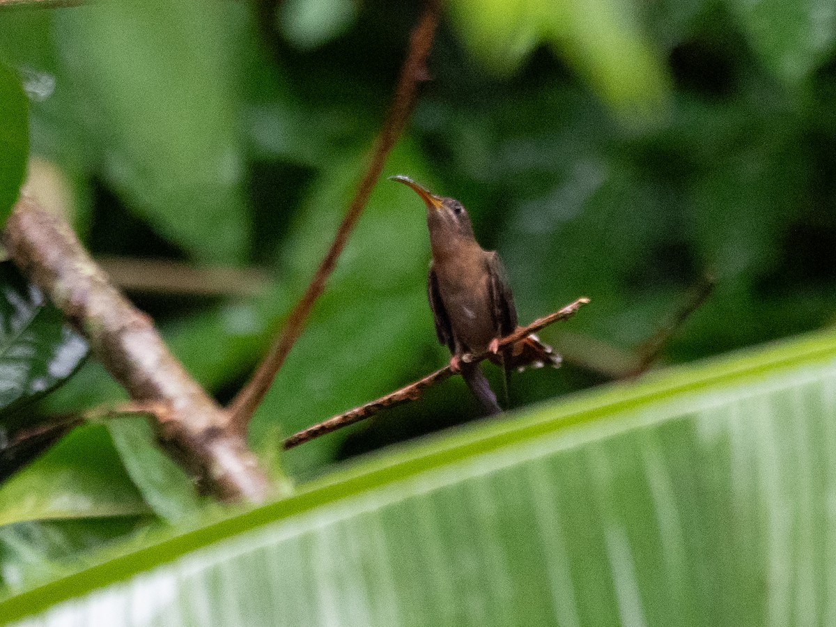 kolibřík tmavolící - ML620388481