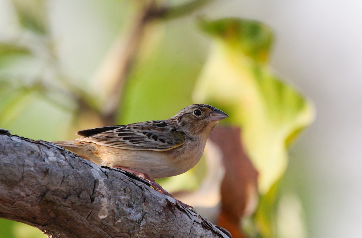 Grasshopper Sparrow - ML620388484