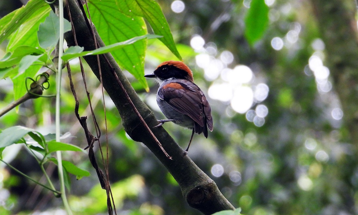 Black-cheeked Gnateater - ML620388488