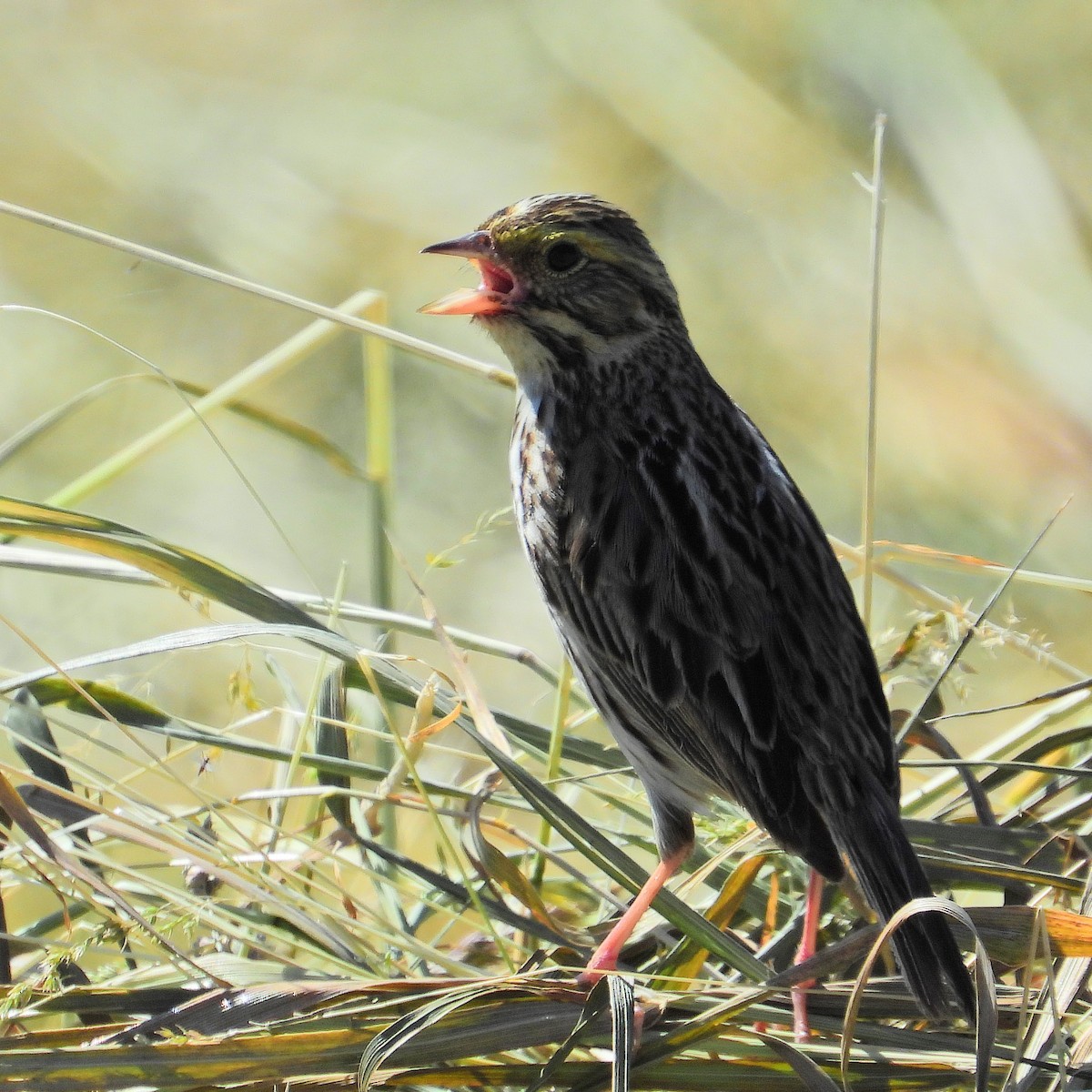 Savannah Sparrow - ML620388489