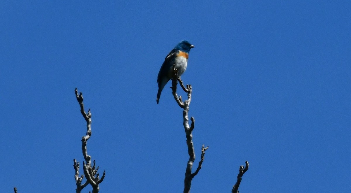 Lazuli Bunting - ML620388491