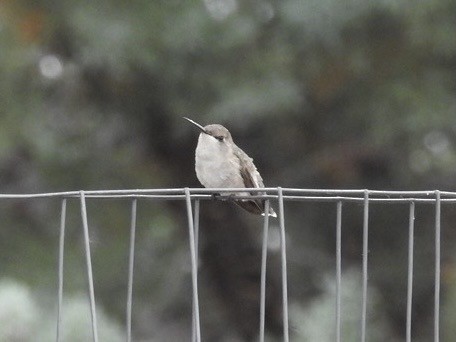 Black-chinned Hummingbird - ML620388496