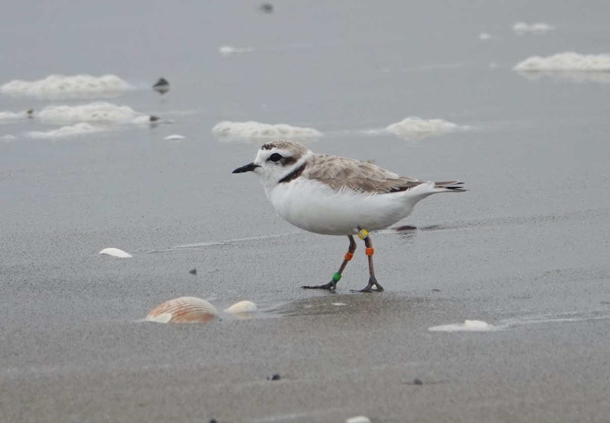 Snowy Plover - ML620388505