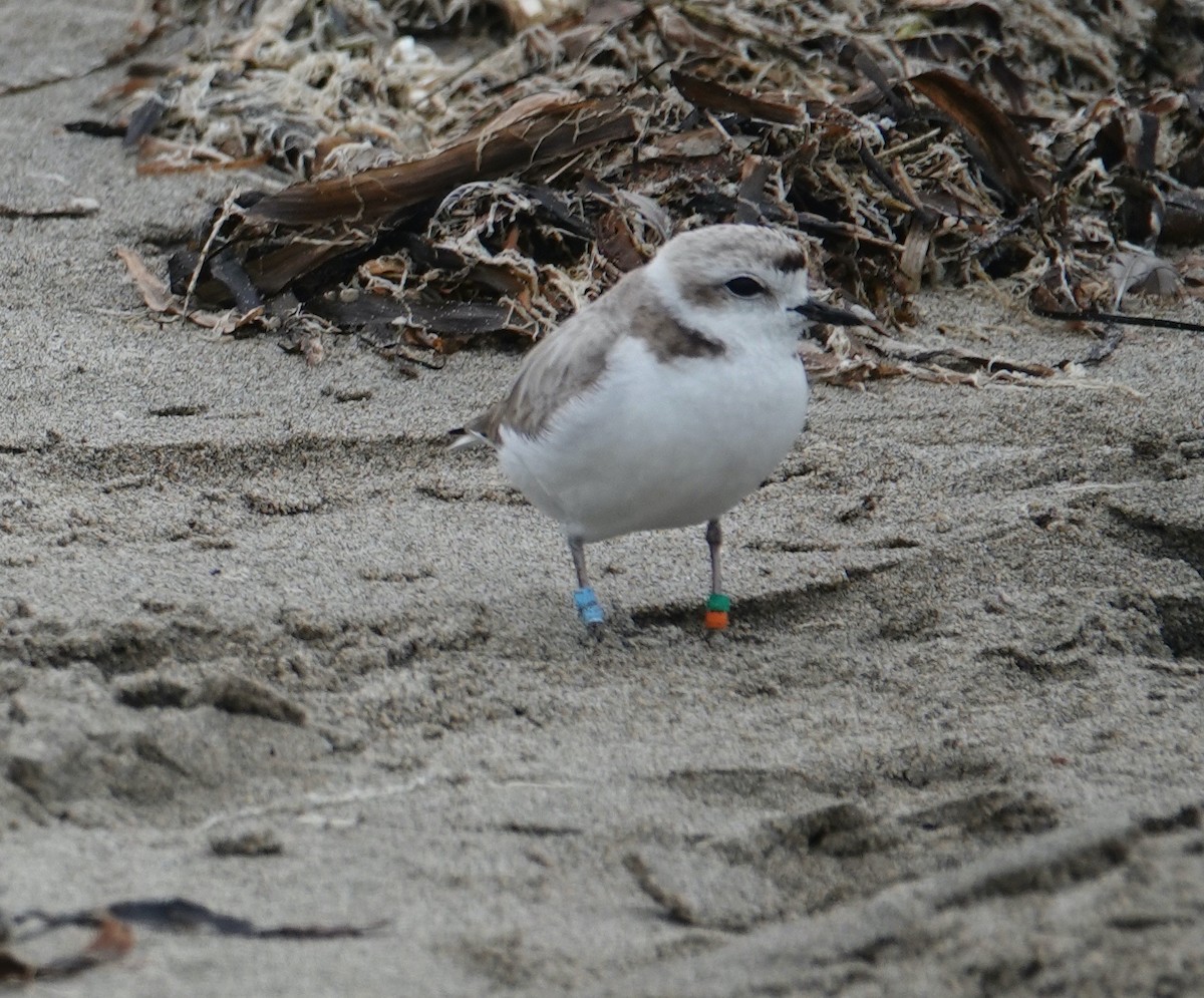 Snowy Plover - ML620388507