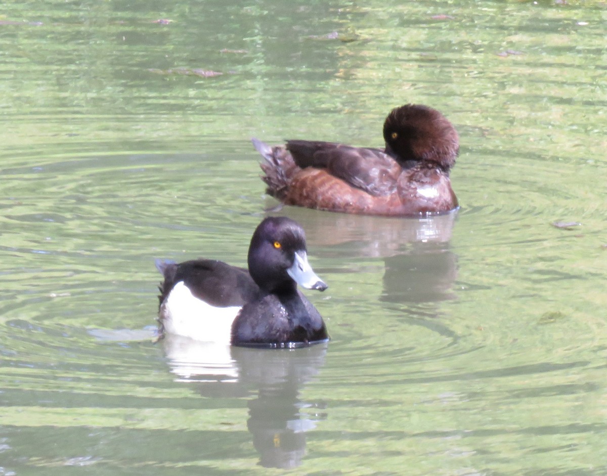 Tufted Duck - ML620388513