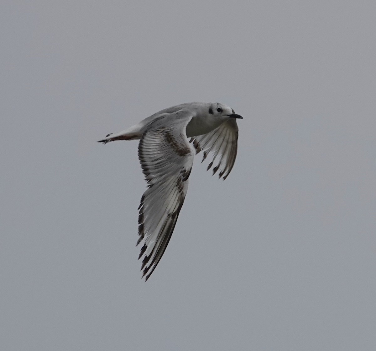 Bonaparte's Gull - ML620388514