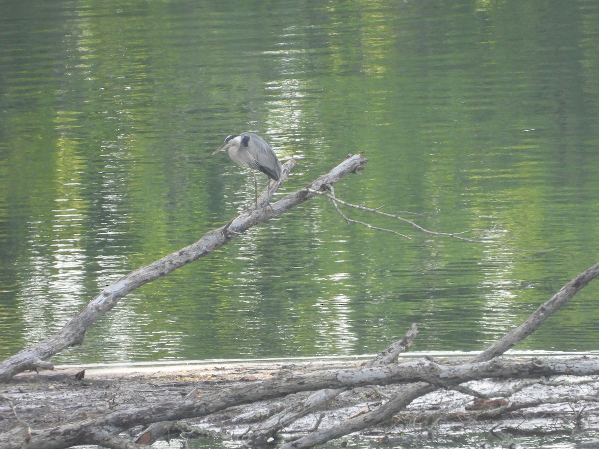 Great Blue Heron - ML620388519