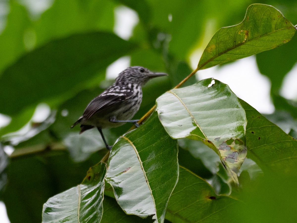 Chocó-Strichelameisenschlüpfer - ML620388521