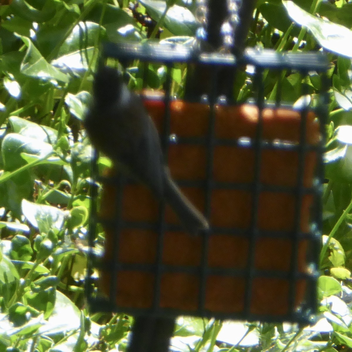 Chestnut-backed Chickadee - ML620388522