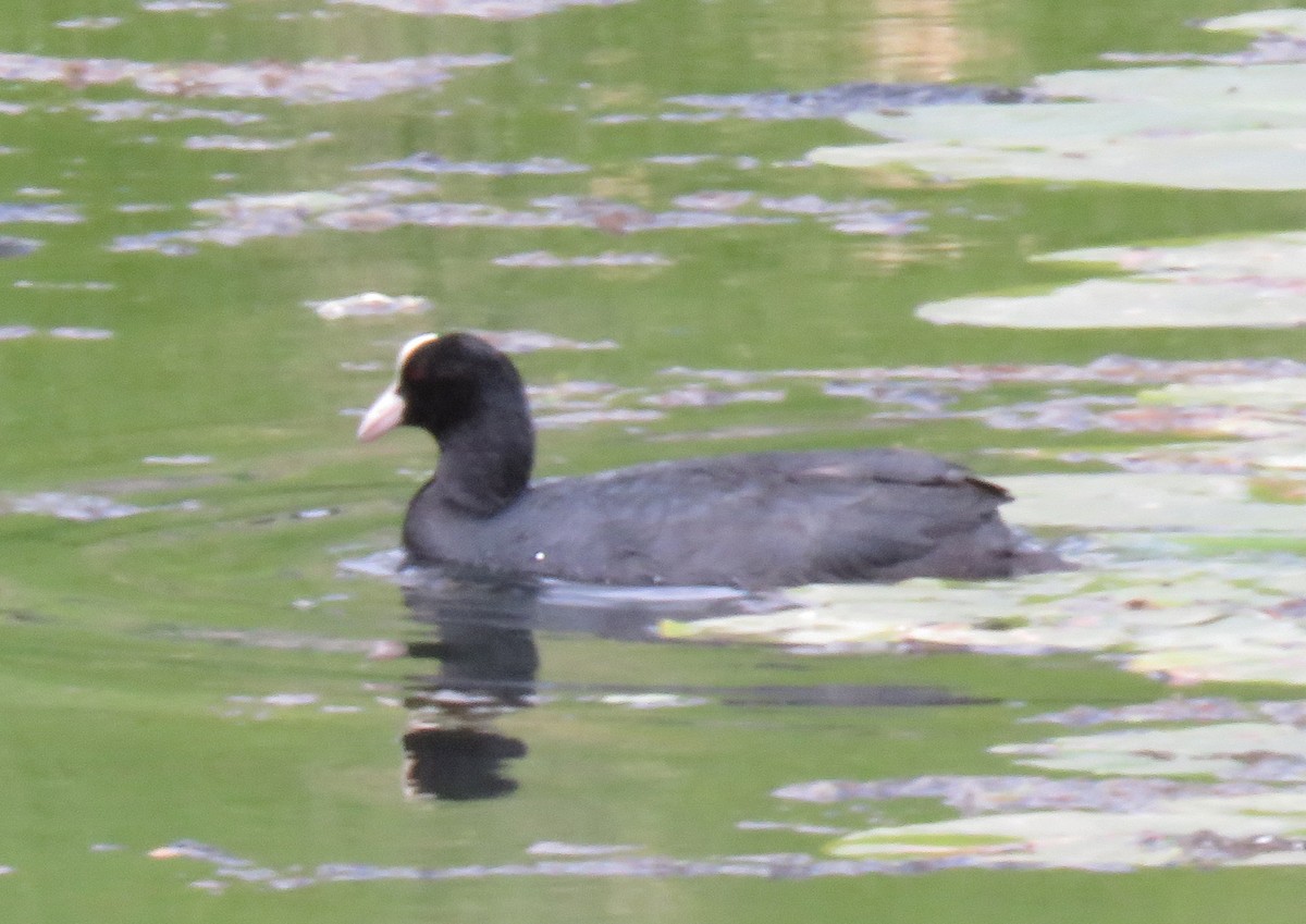 Eurasian Coot - ML620388523