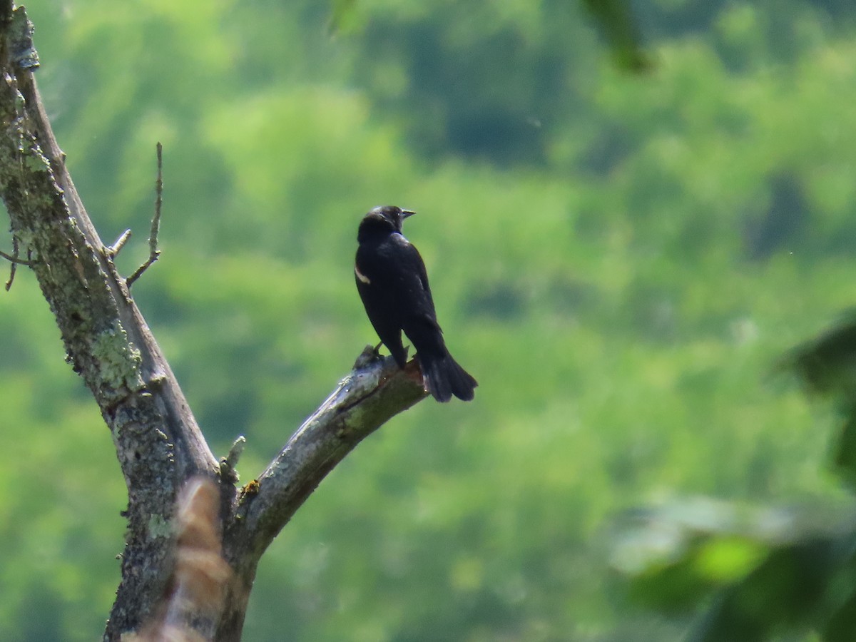 Red-winged Blackbird - ML620388530