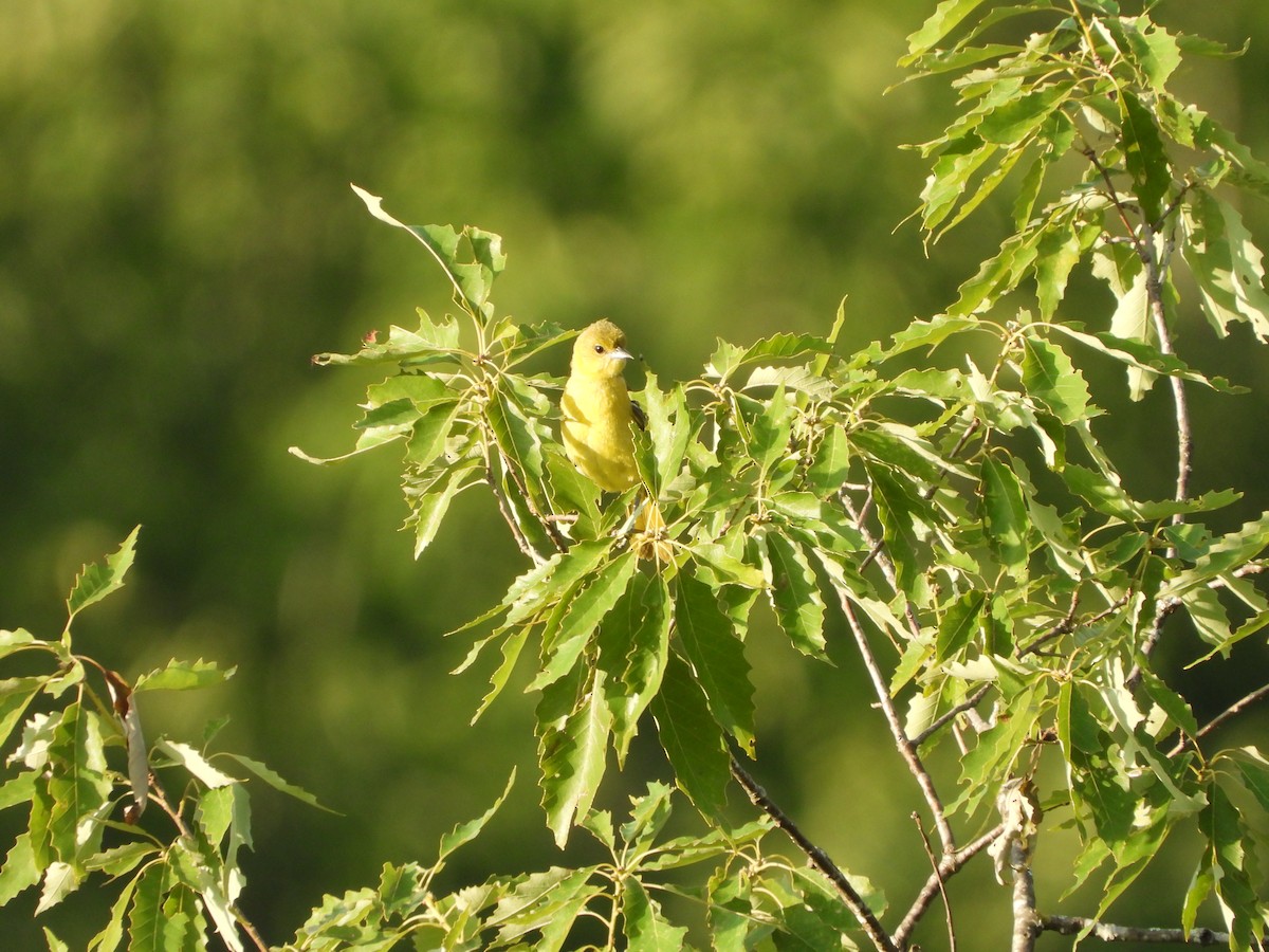 Orchard Oriole - ML620388533