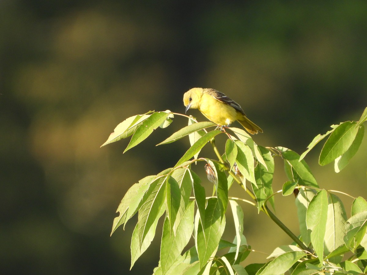 Orchard Oriole - ML620388534