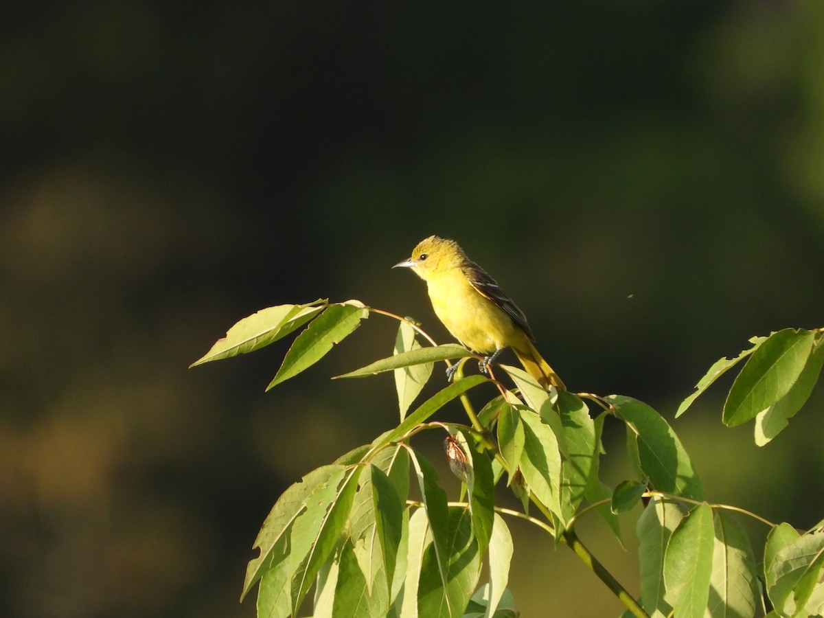 Orchard Oriole - ML620388535