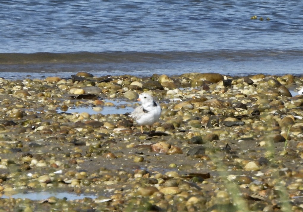 Piping Plover - ML620388548