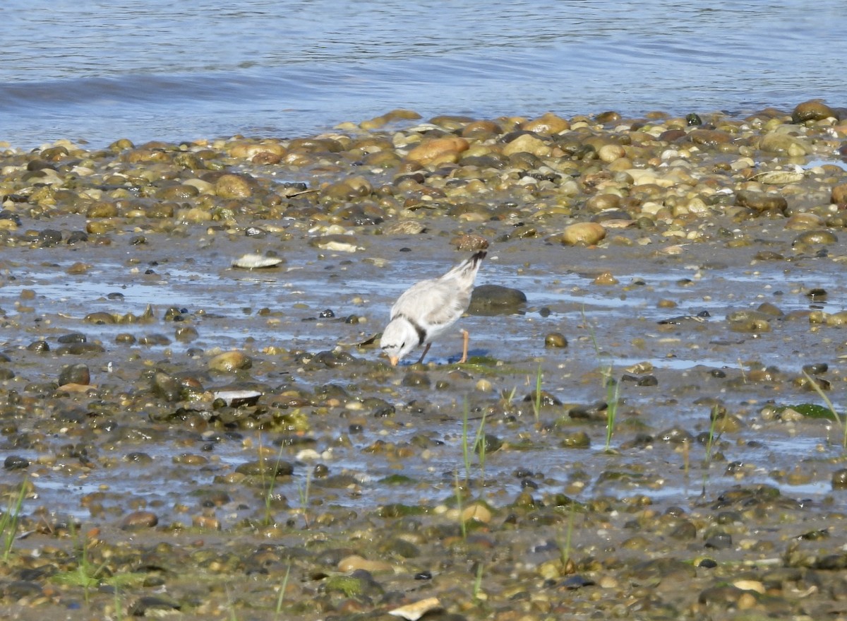 Piping Plover - ML620388549