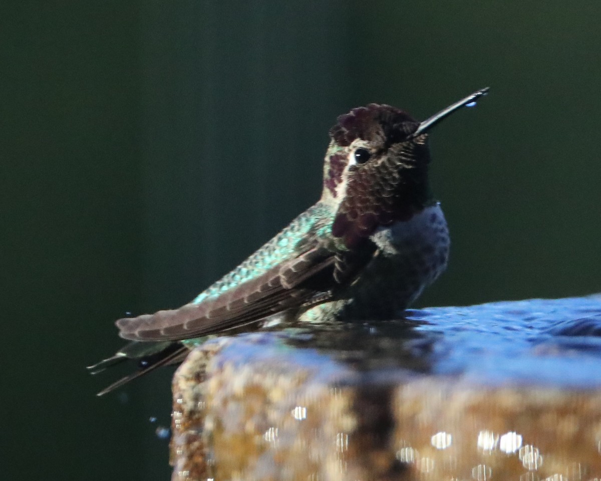 Anna's Hummingbird - ML620388557