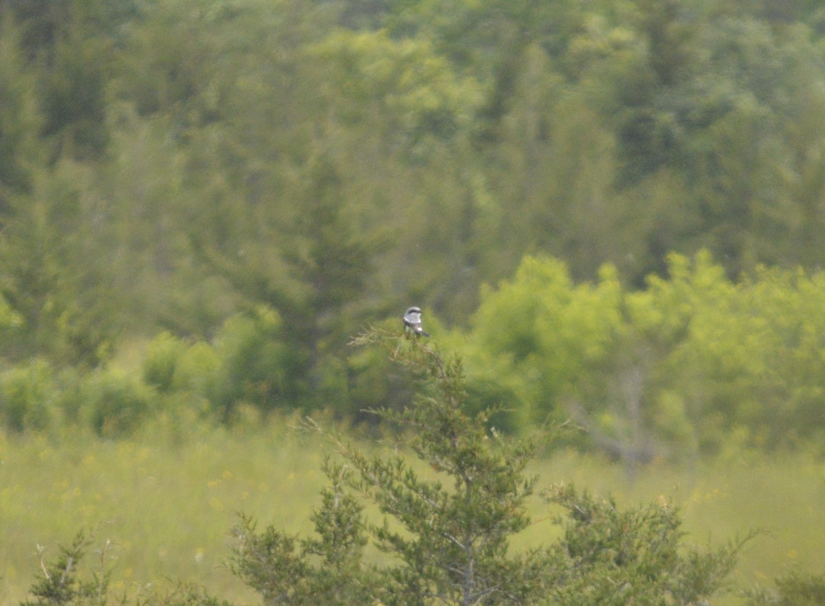 Loggerhead Shrike - ML620388582