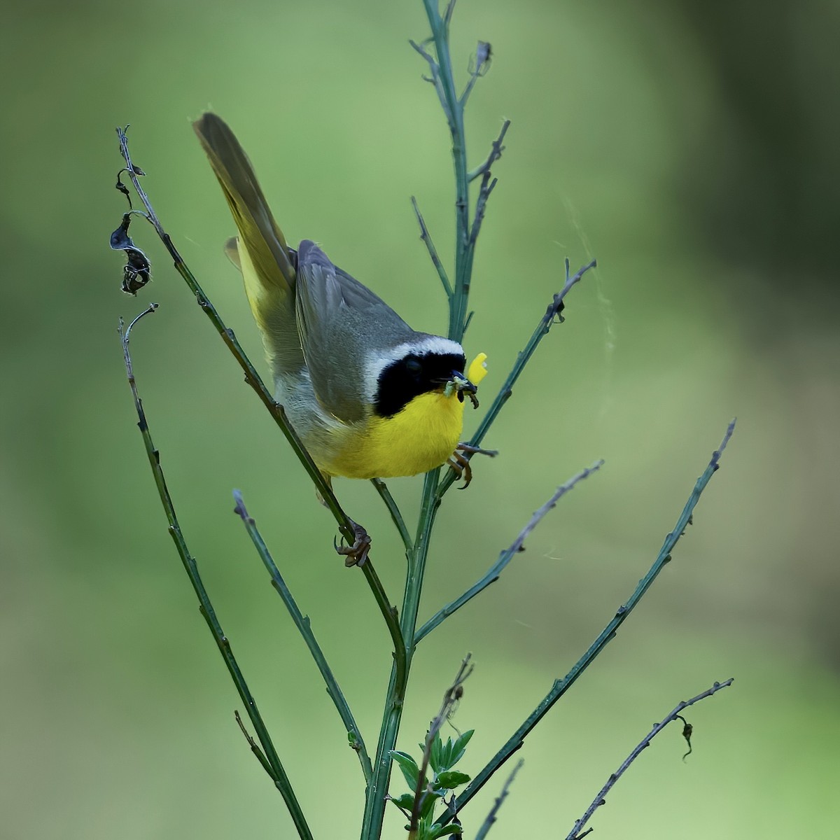 Common Yellowthroat - ML620388590