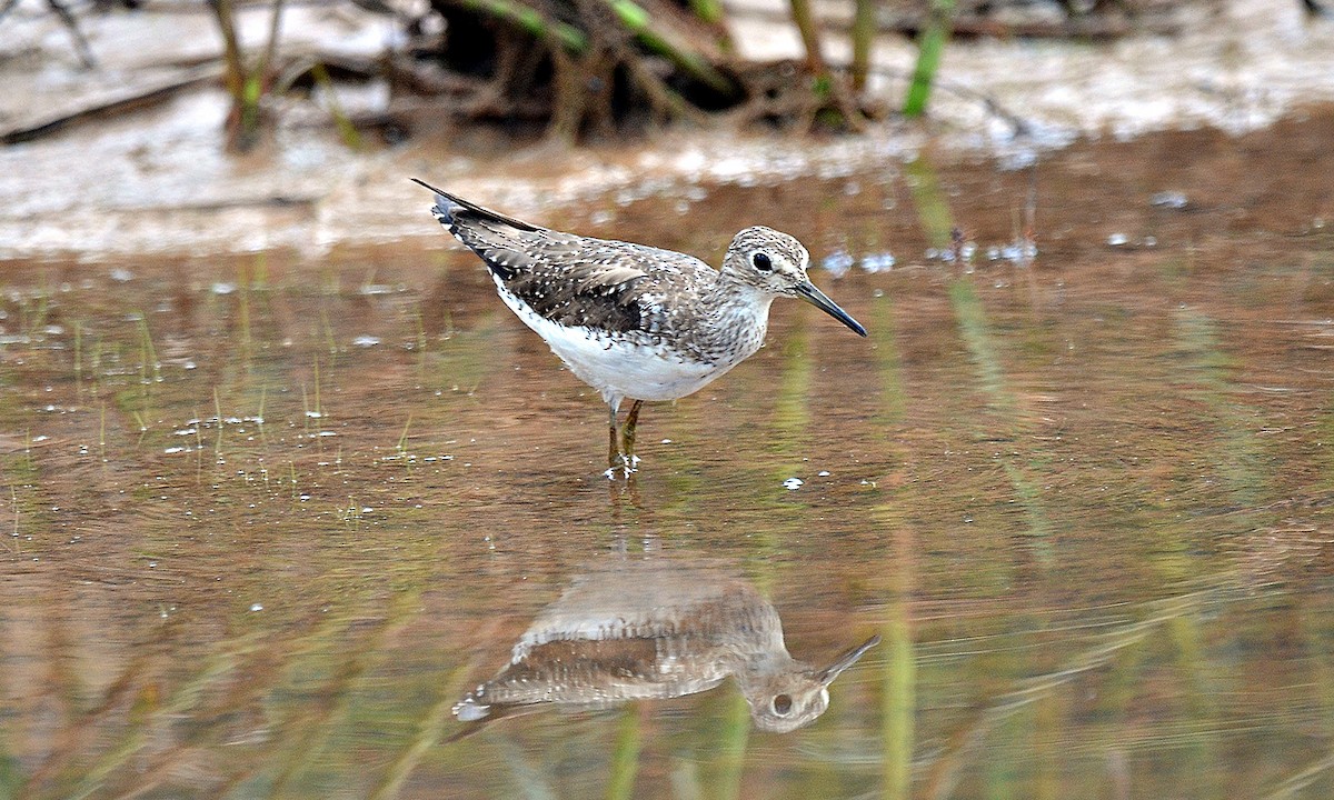 Solitary Sandpiper - ML620388595