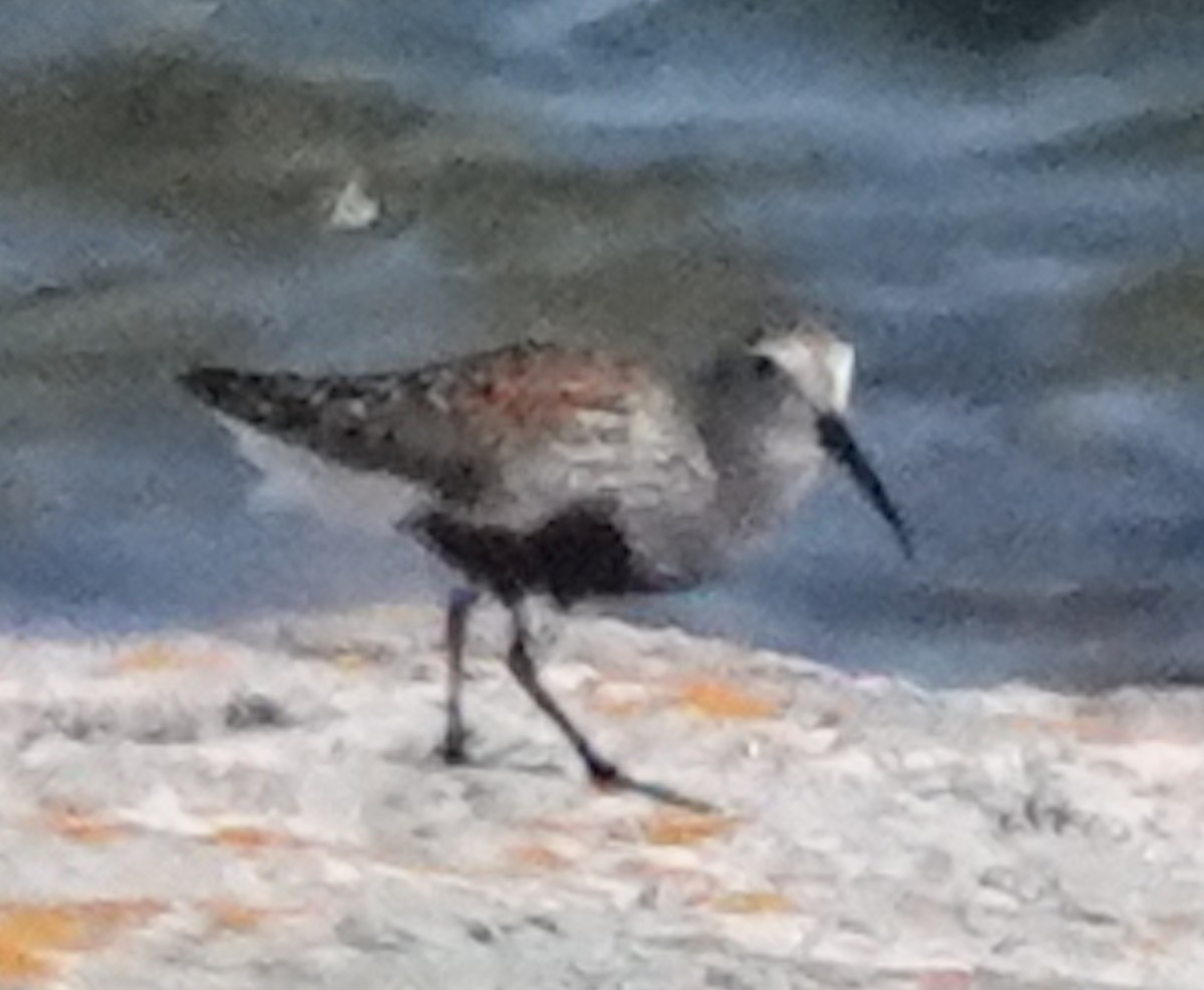 Dunlin - ML620388599