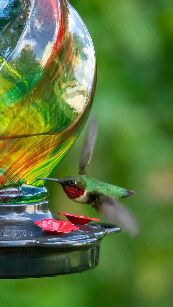 Ruby-throated Hummingbird - ML620388603