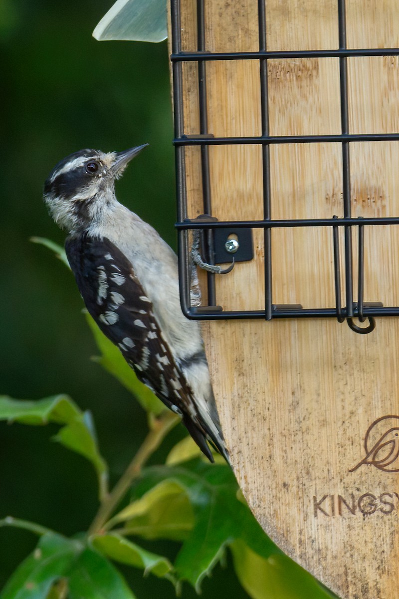 Downy Woodpecker - ML620388610
