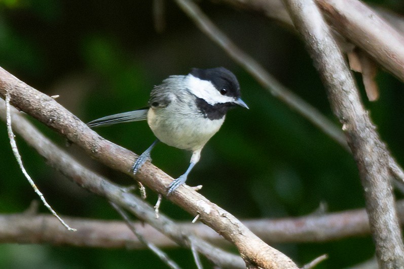 Carolina Chickadee - ML620388616