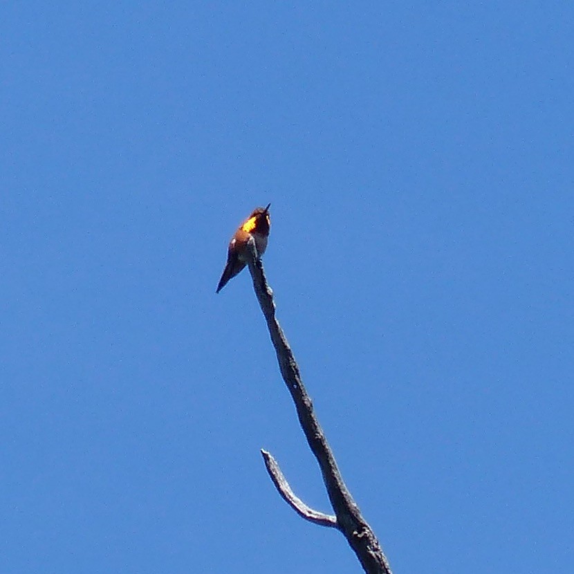 Rufous Hummingbird - ML620388619