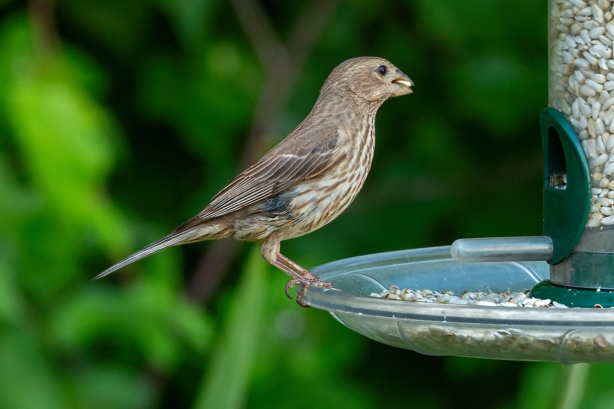 House Finch - ML620388624