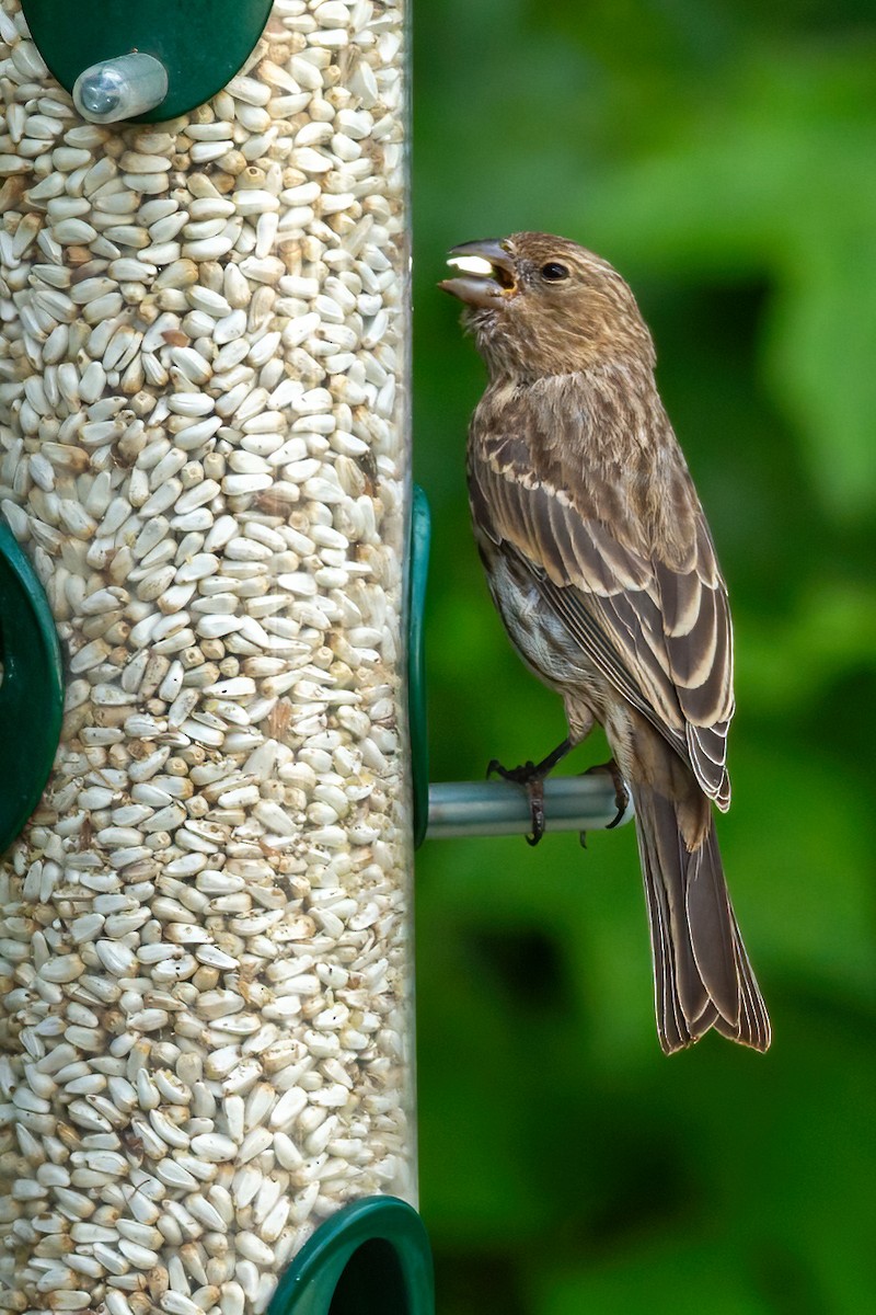 House Finch - ML620388625