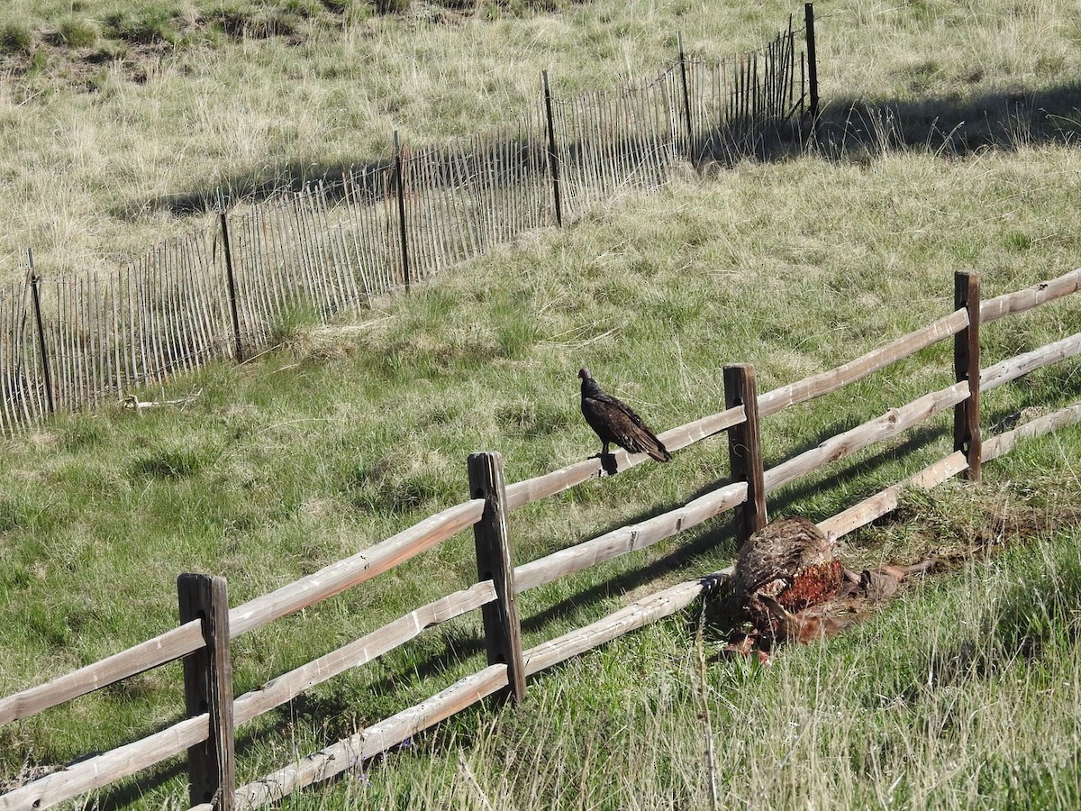 Turkey Vulture - ML620388640