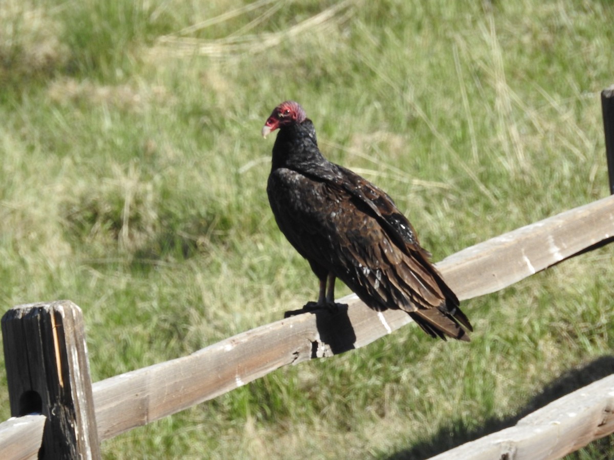 Turkey Vulture - ML620388647