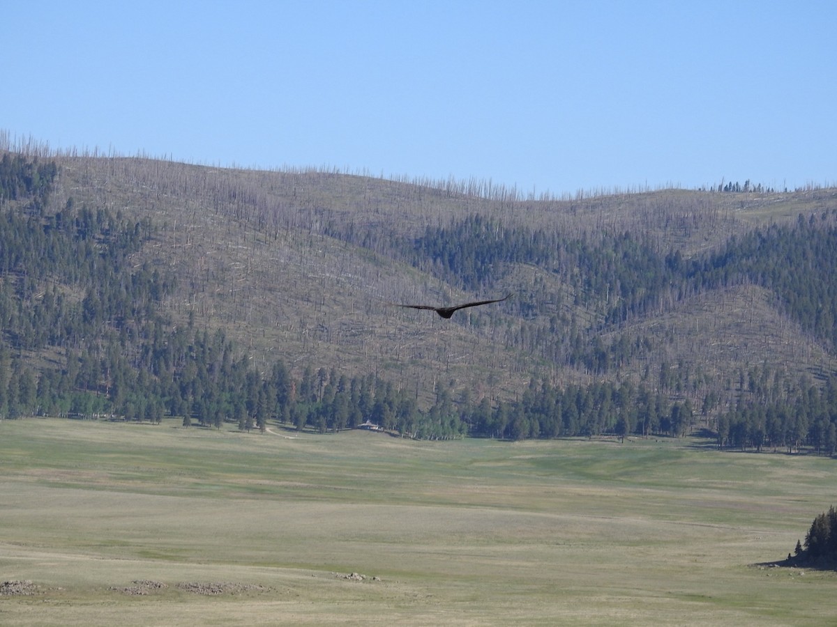 Turkey Vulture - ML620388648