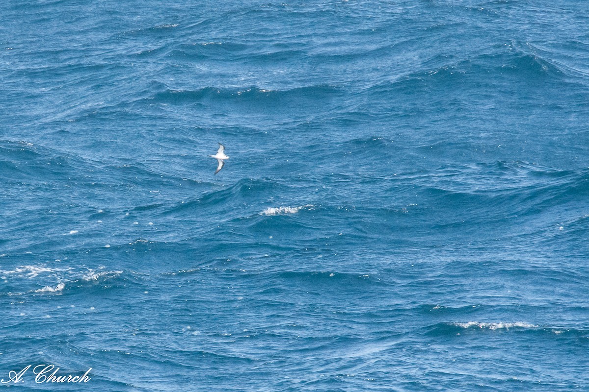 Hawaiian Petrel - ML620388658