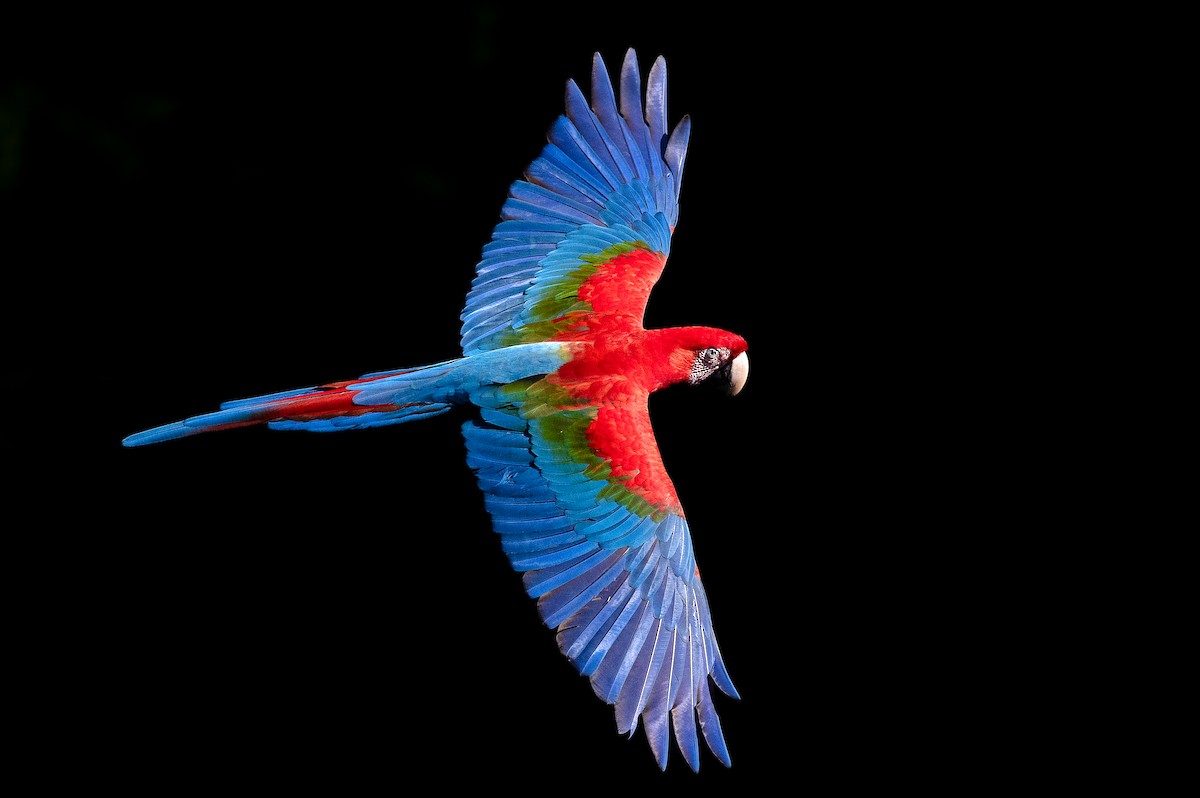 Red-and-green Macaw - ML620388659