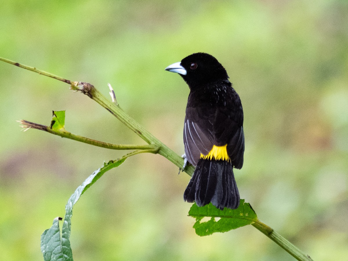 Flame-rumped Tanager - ML620388670