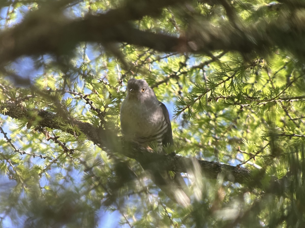 Oriental Cuckoo - ML620388676