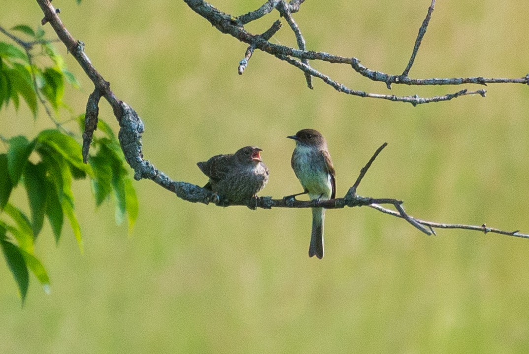 Brown-headed Cowbird - Jason Hedlund