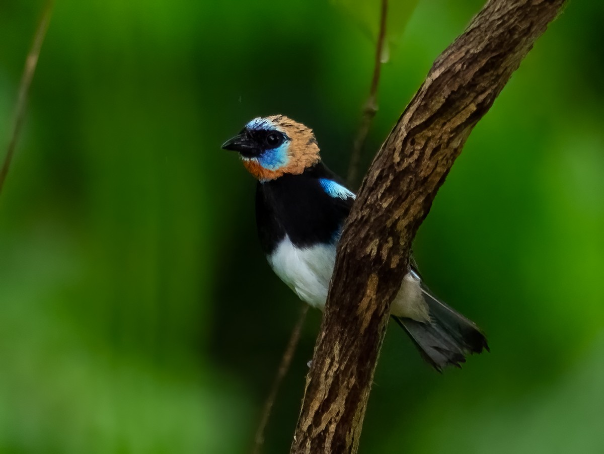 Golden-hooded Tanager - ML620388682