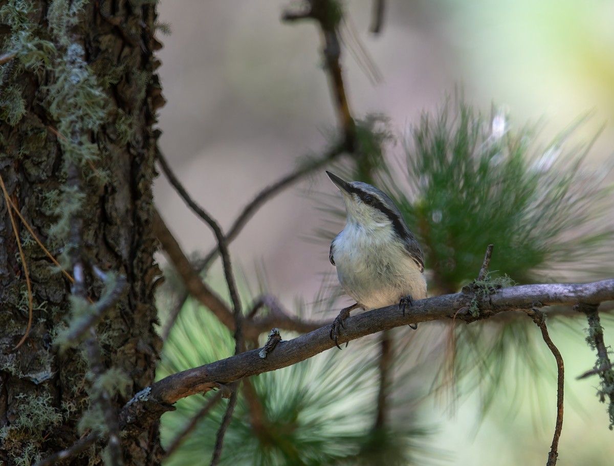 Eurasian Nuthatch - ML620388691