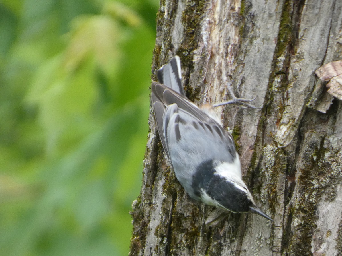 White-breasted Nuthatch - ML620388694