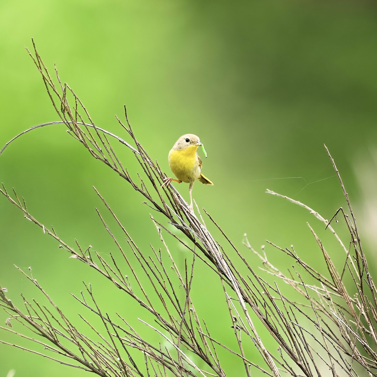 Common Yellowthroat - ML620388695